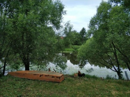 Тюменские депутаты поддержали изменения в Лесной кодекс РФ