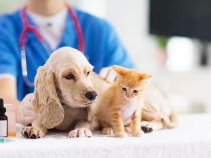 Александр Ледаков поздравляет с Днём ветеринарного врача