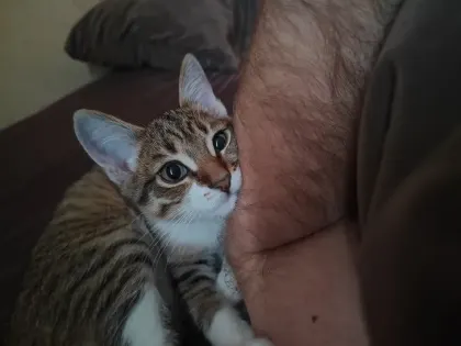 Тюменцам рассказали о вакцинации кошек – сколько стоит