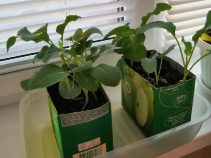 Тюменцам рассказали, какую рассаду можно сеять в январе