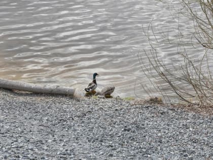 В Тюмени 22 апреля прогнозируют пасмурную и дождливую погоду