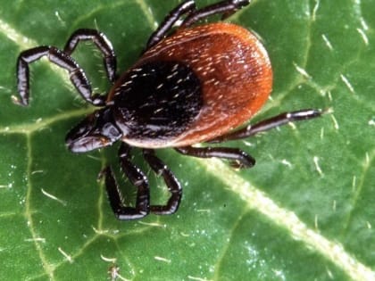 Рост случаев присасывания клещей в Тюменской области