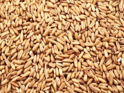 Тюменское агропредприятие отправило 100 тонн яровой пшеницы в Казахстан