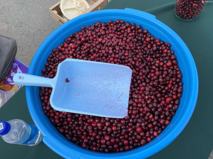 Тюменская область поделилась с Казахстаном свежей клюквой