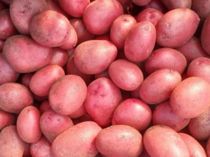 Аграрии в полном объёме покрывают потребности тюменцев в основных продуктах