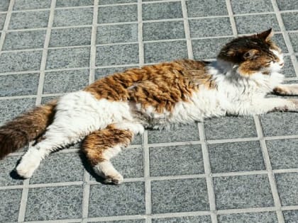 Домашние кошки заражаются новым штаммом птичьего гриппа