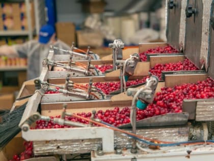 Тюменская компания за счет кооперации увеличит сбор дикоросов