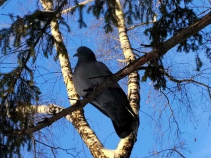 Погода в Тюмени: холодная среда с солнечными моментами