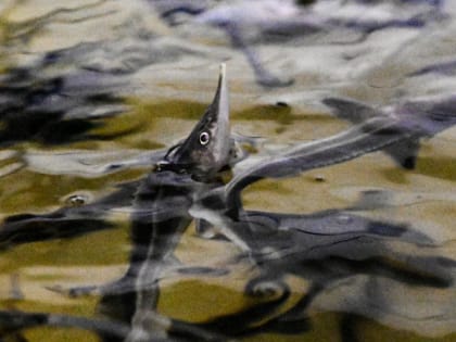 Экспорт гаммаруса из Тюменской области в Германию