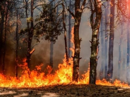 В лес - ни ногой!