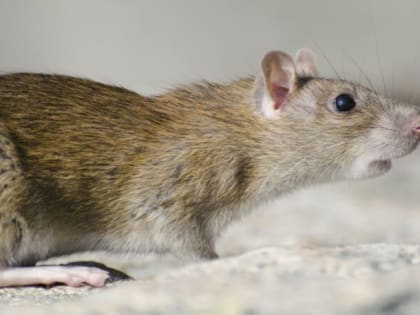 Крысам доступ в дом будет закрыт навсегда: самые эффективные меры для изгнания грызунов с дачи