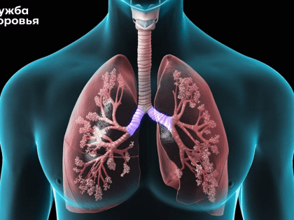 Значение легких для здоровья человека
