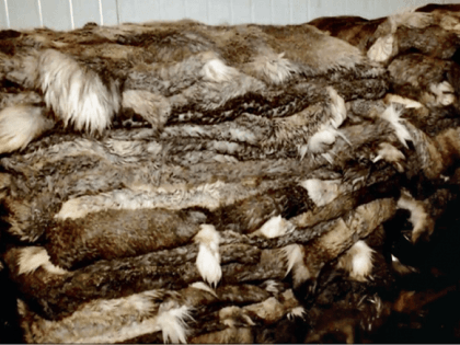 Партию ямальских оленьих шкур отправят в Финляндию