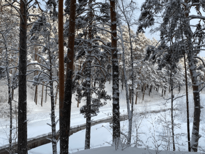 В Нижнетавдинском районе объявили карантин по бешенству