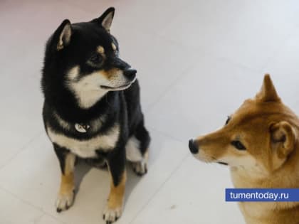 Какие таблетки от клещей выбрать для собак