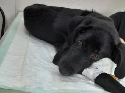 Клещи вышли на охоту