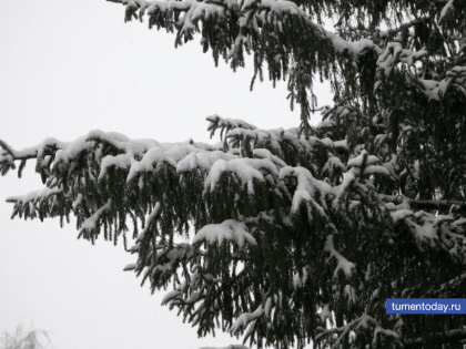 В Тюмени 24 декабря ожидается -4 градуса