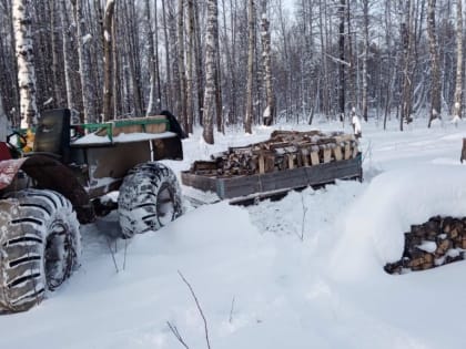 Жителя Вагайского района ждет ответственность за незаконную рубку березы