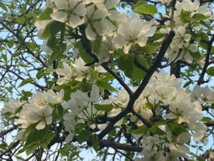 В эти выходные тюменцев ждет летняя жара