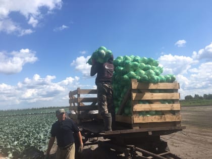 Первый урожай