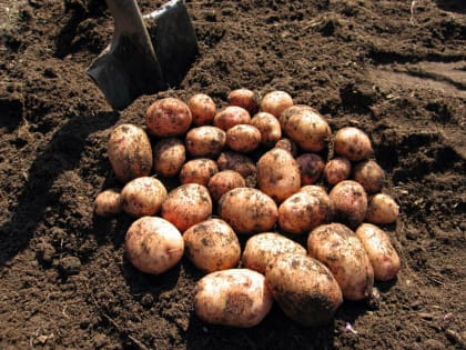 На Ямале завершили посадку картофеля