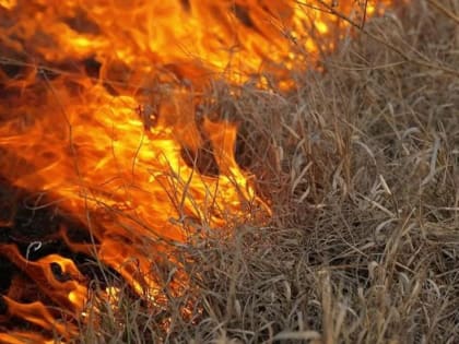 Не жгите сухую траву!