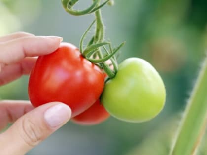 Эти томаты не болеют фитофторозом: эксперты назвали 4 супер-устойчивых сорта
