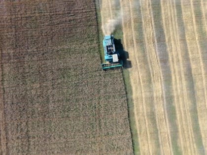 В УФО урожай собрали с 80 % площадей