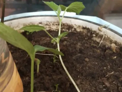 Тюменский агроном рассказала о пользе микрозелени