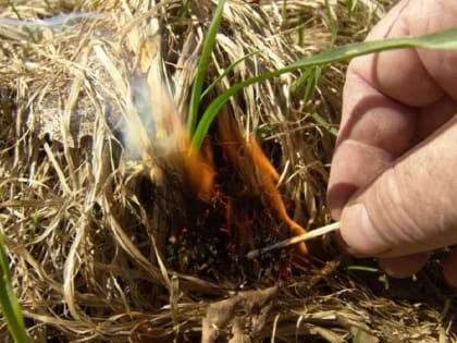 Особый противопожарный режим: запреты и наказания за нарушение правил