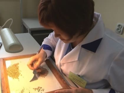 В Тюменской области проверено более 45 % семян яровых культур к севу 2023 года