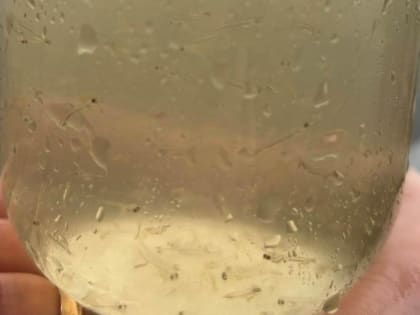 В Нижнетавдинском районе выпустили в озеро миллион личинок пеляди