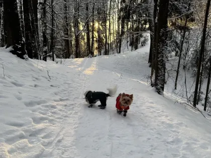 Тюменскую область накроет фронт с похолоданием до -33 градусов