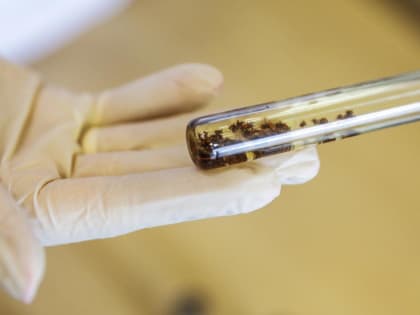 В Тюменской области наступает сезон активности клещей