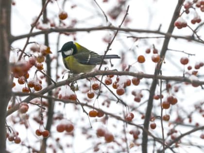 В Тюмени прогнозируется резкое потепление до + 3 градусов и дождь