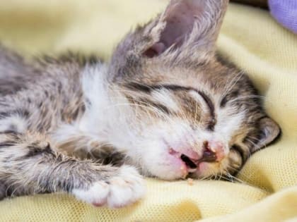 Ветеринар Шеляков назвал продукты, вредные для кошачьего здоровья