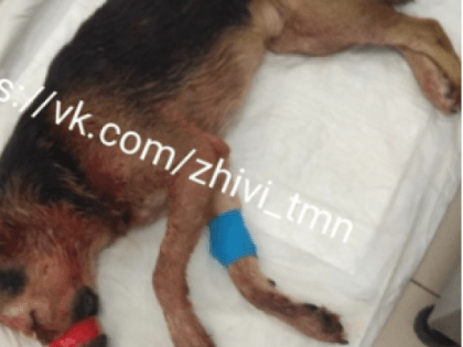 Стало известно о состоянии собаки, которой разрубили голову