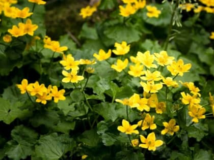 Опасный сорняк: это токсичное растение многие считают целебным и оставляют расти на огороде