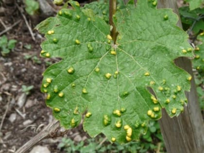 Паутинный клещ мигом отцепится от растений: топ – 5 народных методов для борьбы с вредителем