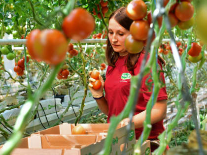 Доля прибыльных организаций в АПК Тюменской области превысила 79 %