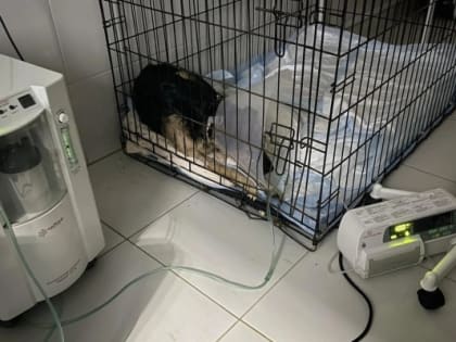 «Казнить нельзя помиловать»: тюменцы создали петицию против живодера