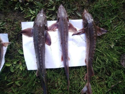 Уватские браконьеры наловили краснокнижных рыб на миллион рублей