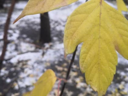 Снег и ветер ожидаются в Тюмени