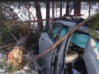 Женщина и собака погибли в ДТП на трассе Тюмень – Нижняя Тавда