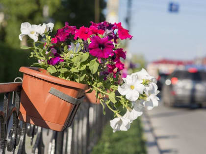 Город расцветает