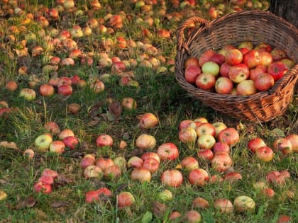 Как сохранить яблоки?