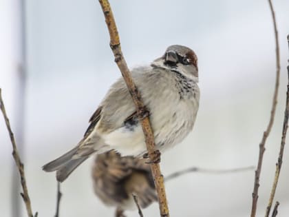 В Тюмени 1 февраля синоптики прогнозируют -5 и пасмурную погоду