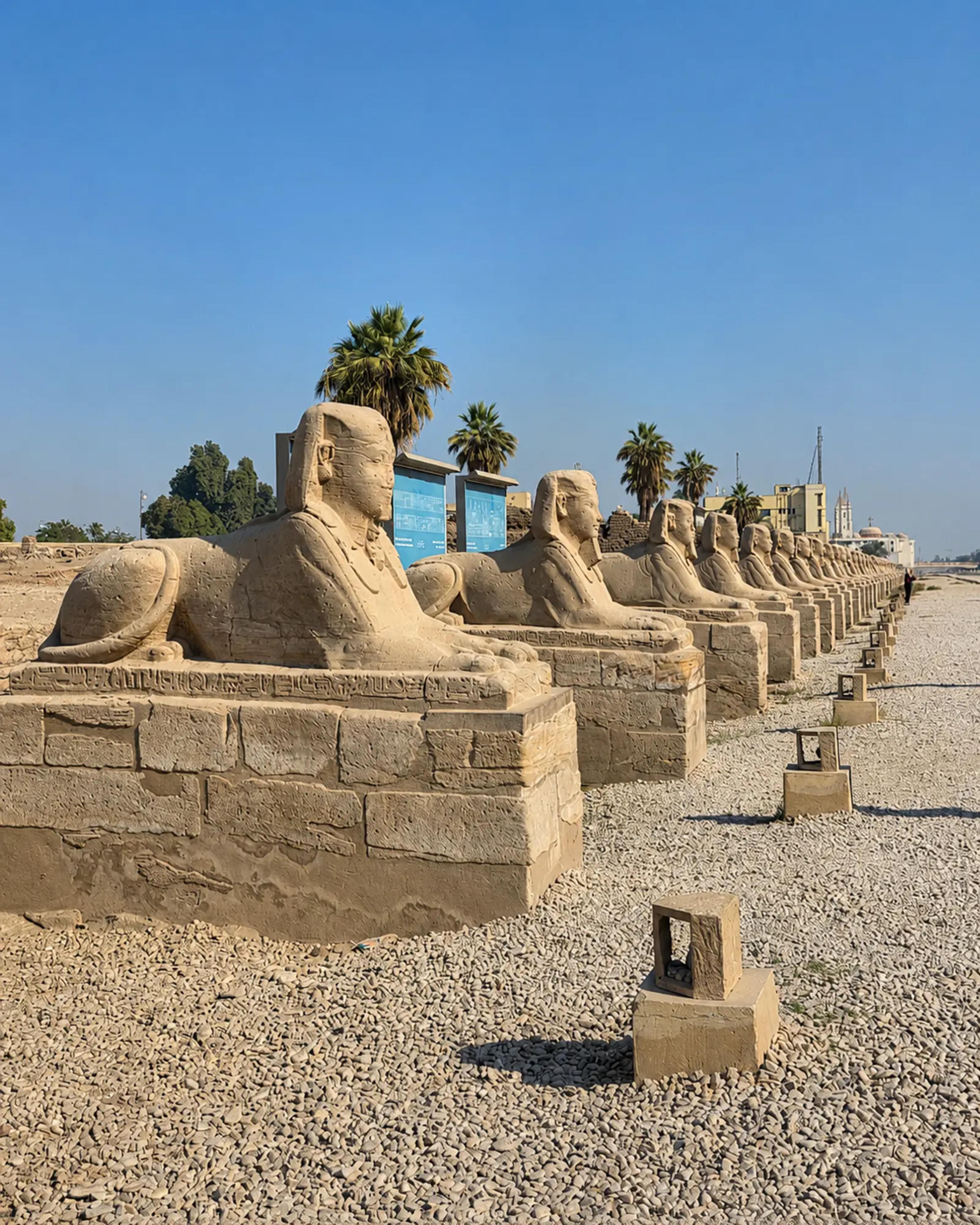 Long row of human-headed sandstone sphinxes lining the Avenue of Sphinxes between Karnak and Luxor Temples, their hieroglyph-inscribed plinths receding into the distance with date palms and Luxor cityscape beyond.