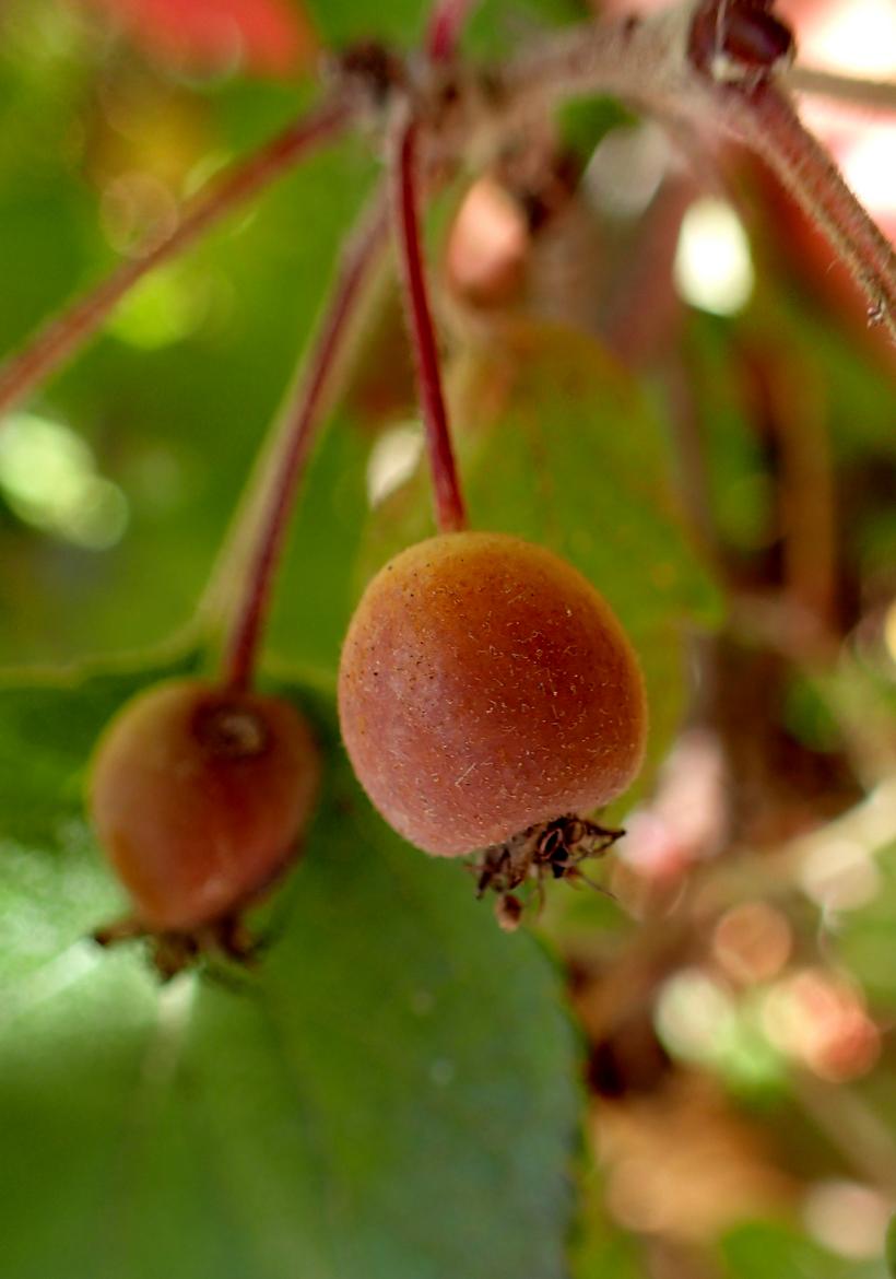 Pacific Crab Apple Victoria BC mature tree red fruit wildlife habitat