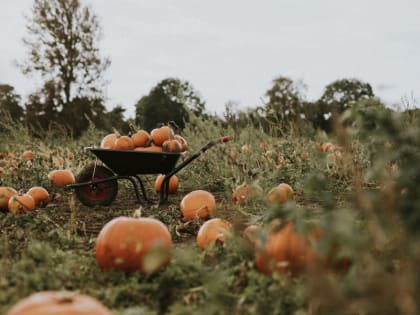 Врач назвал максимально допустимую норму употребления тыквы в день
